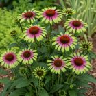 Kasvirág 'Green Twister' (Echinacea purpurea)