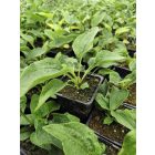 Kasvirág 'Green Twister' (Echinacea purpurea)