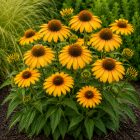 Kasvirág 'Guatemala Gold' (Echinacea purpurea)