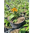 Kasvirág 'Guatemala Gold' (Echinacea purpurea)