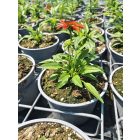Kasvirág 'Guatemala Papaya' (Echinacea purpurea)