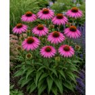 Rózsaszín kasvirág 'Magnus' (Echinacea purpurea)