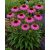 Rózsaszín kasvirág 'Magnus' (Echinacea purpurea)