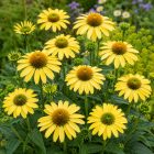 Kasvirág 'Mellow Yellows' (Echinacea purpurea)