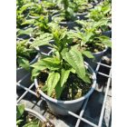 Kasvirág Panama Red' (Echinacea purpurea)