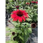 Kasvirág Panama Red' (Echinacea purpurea)