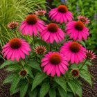 Kasvirág Panama Rose' (Echinacea purpurea)