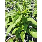 Kasvirág Panama Rose' (Echinacea purpurea)