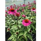 Kasvirág Panama Rose' (Echinacea purpurea)