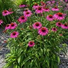 Kasvirág ‘Prairie Splendor Dark Rose’ (Echinacea purpurea)
