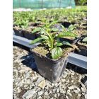 Kasvirág ‘Prairie Splendor Dark Rose’ (Echinacea purpurea)