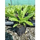 Sötétkék szamárkenyér  (Echinops ritro)
