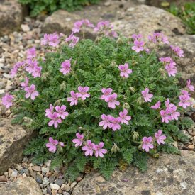 Gémorr 'Bishop's Form' (Erodium)