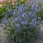 Kék iringó ‘Blaukappe’ (Eryngium planum)