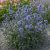 Kék iringó ‘Blaukappe’ (Eryngium planum)
