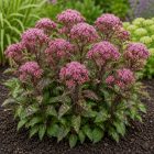 Sédkender 'Baby Joe' (Eupatorium maculatum)