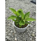 Sédkender 'Baby Joe' (Eupatorium maculatum)