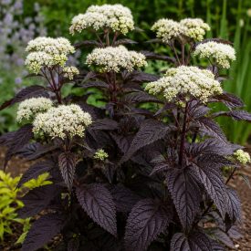   Bordó levelű sédkender 'Chocolate' (Eupatorium rugosum)