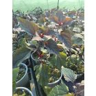 Bordó levelű sédkender 'Chocolate' (Eupatorium rugosum)