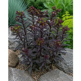 Erdei kutyatej 'Purpurea' (Euphorbia amygdaloides)