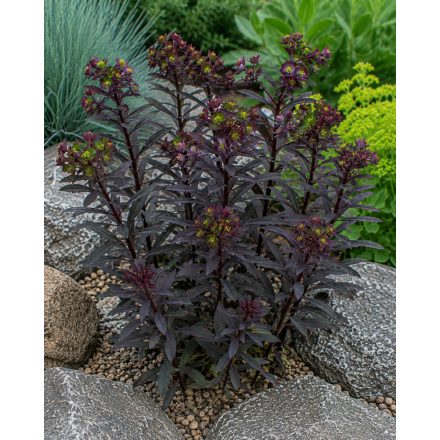 Erdei kutyatej 'Purpurea' (Euphorbia amygdaloides)