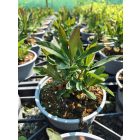 Erdei kutyatej 'Purpurea' (Euphorbia amygdaloides)