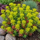 Színeváltó kutyatej (Euphorbia epithymoides)