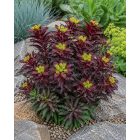 Kutyatej 'Miners Merlot' (Euphorbia hybrida)