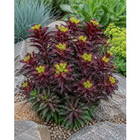 Kutyatej 'Miners Merlot' (Euphorbia hybrida)