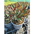 Kutyatej 'Miners Merlot' (Euphorbia hybrida)
