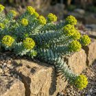 Délszaki kutyatej (Euphorbia myrsinites)
