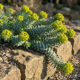 Délszaki kutyatej (Euphorbia myrsinites)