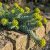 Délszaki kutyatej (Euphorbia myrsinites)