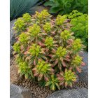 Tarka kutyatej 'Ascot Rainbow' (Euphorbia × martinii)