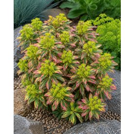   Tarka kutyatej 'Ascot Rainbow' (Euphorbia × martinii)