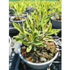 Tarka kutyatej 'Ascot Rainbow' (Euphorbia × martinii)