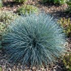 Deres csenkesz 'Blaue Auslese' (Festuca glauca)