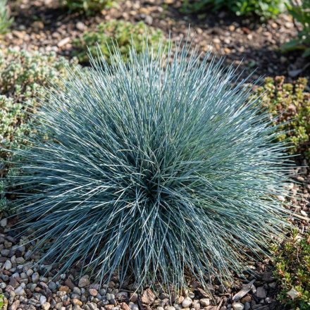 Deres csenkesz 'Blaue Auslese' (Festuca glauca)