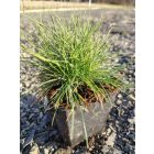 Deres csenkesz 'Blaue Auslese' (Festuca glauca)