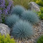 Kék csenkesz ‘Blue Select’ (Festuca glauca)