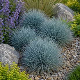 Kék csenkesz ‘Blue Select’ (Festuca glauca)
