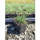 Kék csenkesz ‘Blue Select’ (Festuca glauca)