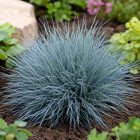 Kék csenkesz 'Elijah Blue' (Festuca glauca)
