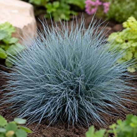 Kék csenkesz 'Elijah Blue' (Festuca glauca)