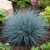 Kék csenkesz 'Elijah Blue' (Festuca glauca)