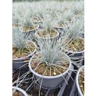 Kék csenkesz 'Elijah Blue' (Festuca glauca)