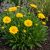 Kokárdavirág 'Barbican Golden Yellow' (Gaillardia aristata)