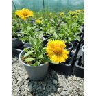 Kokárdavirág 'Barbican Golden Yellow' (Gaillardia aristata)