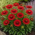 Kokárdavirág 'Barbican Red' (Gaillardia aristata)