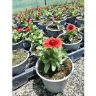 Kokárdavirág 'Barbican Red' (Gaillardia aristata)